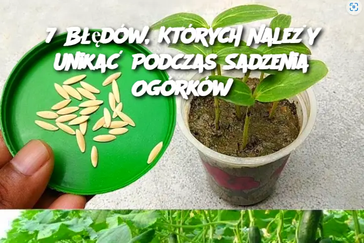 7 Błędów, Których Należy Unikać Podczas Sadzenia Ogórków