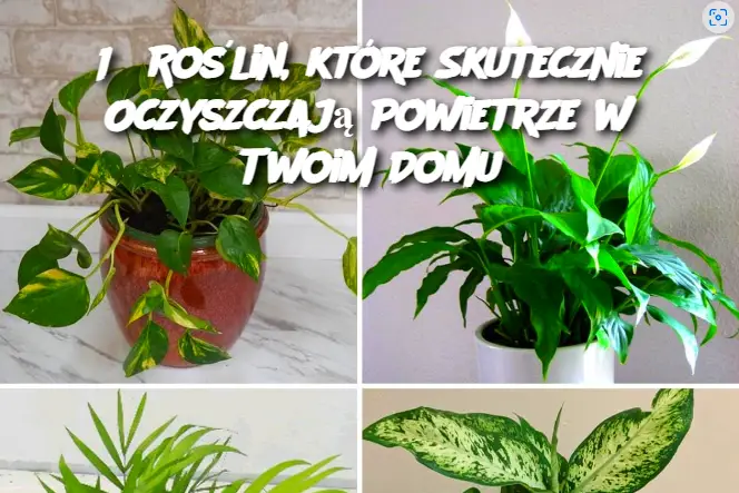 15 Roślin, które Skutecznie Oczyszczają Powietrze w Twoim Domu