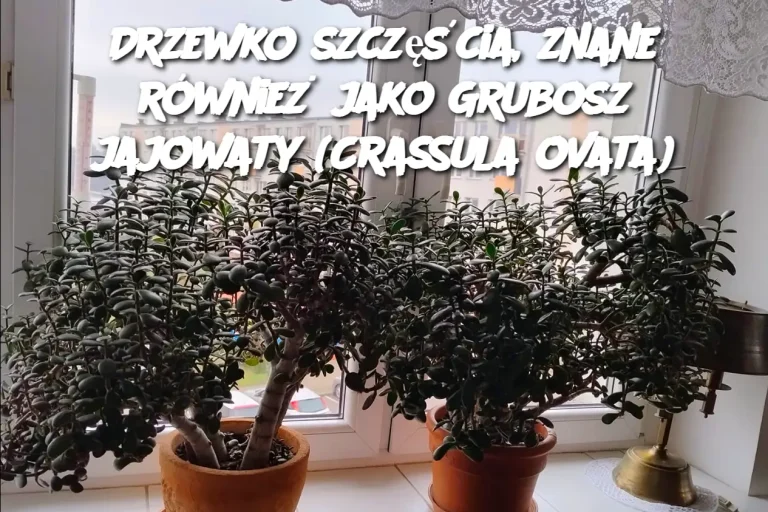 Drzewko szczęścia, znane również jako Grubosz jajowaty (Crassula ovata)