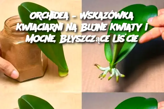 Orchidea – Wskazówka Kwiaciarni na Bujne Kwiaty i Mocne, Błyszczące Liście